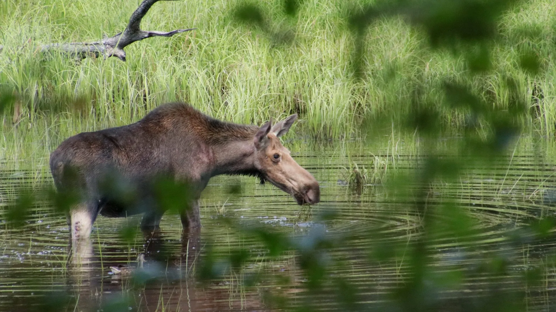 Фото: Приокско-Террасный заповедник/Ольга Калинина