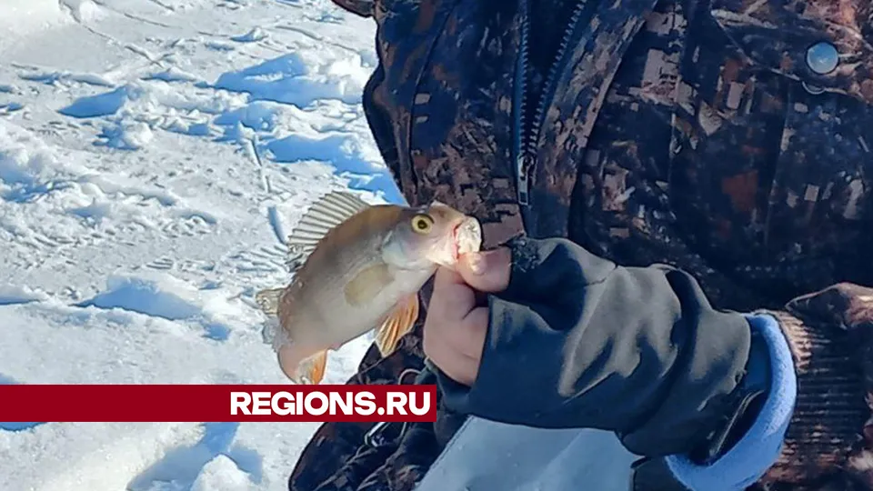 Фото: МедиаБанк Подмосковья/Елена Шумакова