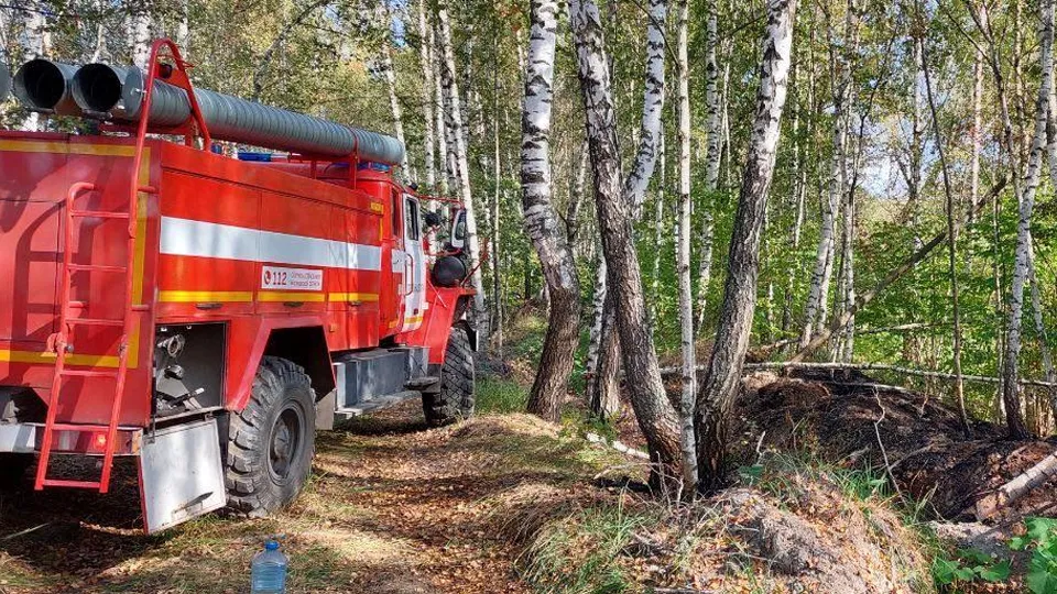 Фото: Комитет лесного хозяйства МО