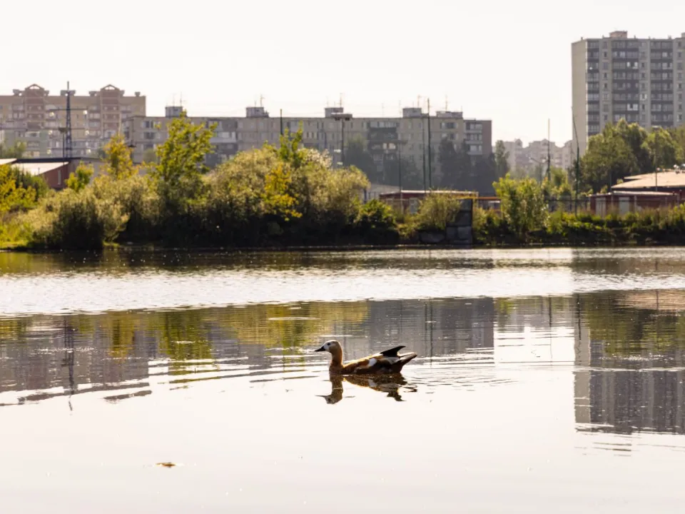 Фото: пресс-служба администрации г.о. Лобня