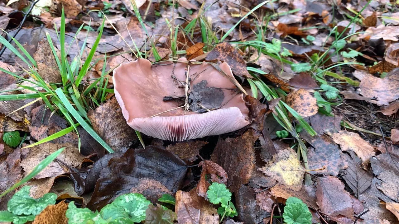 Фото соцсети.