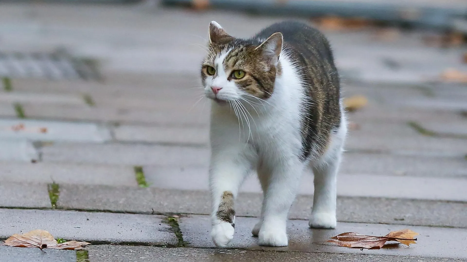 Dinendra Haria/ZUMAPRESS.com