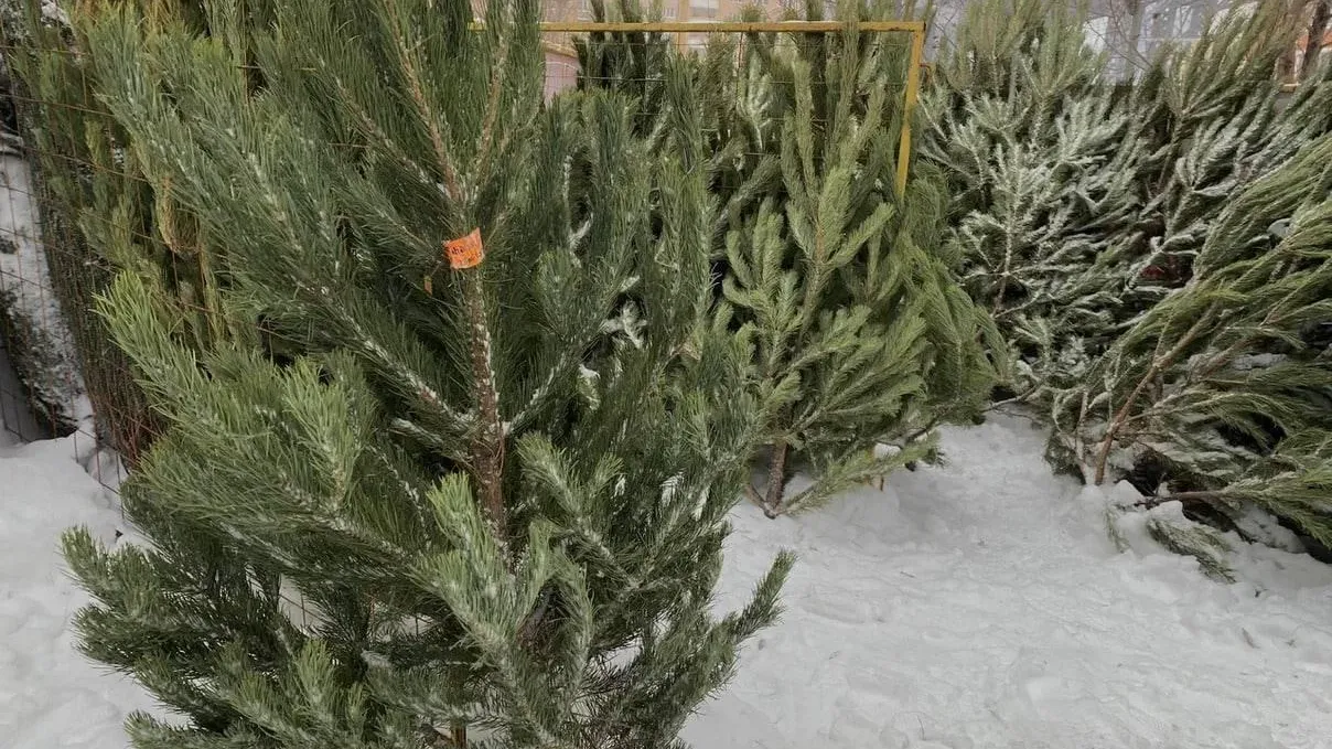 Пресс-служба администрации Красногорска