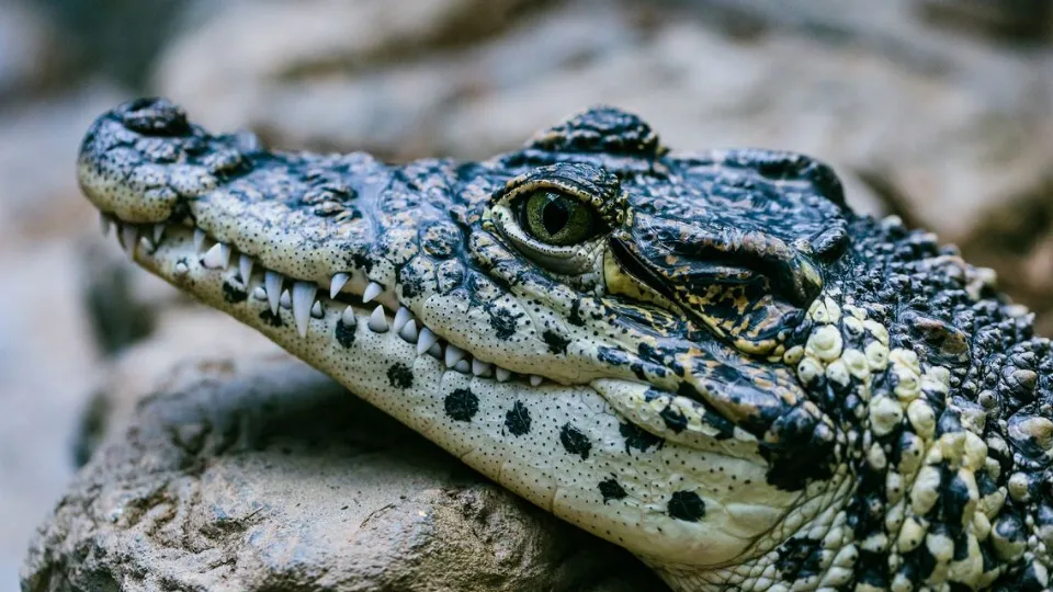 Фото: pxhere.com