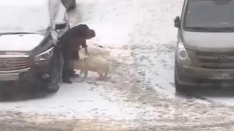 С наступающим! Домашняя свинья напала на хозяина в Пушкино
