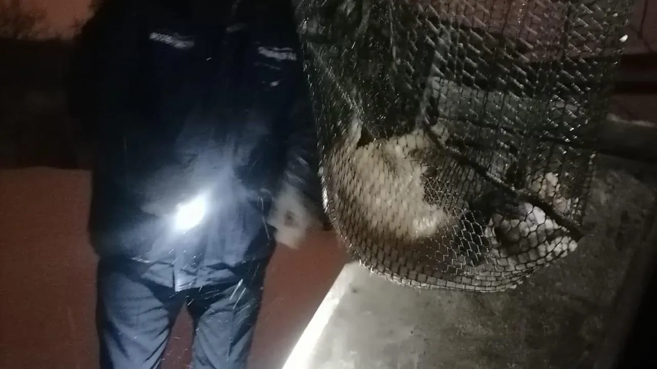 Спасатели в Луховицах с помощью сачка вытащили кошку из колодца с ледяной водой