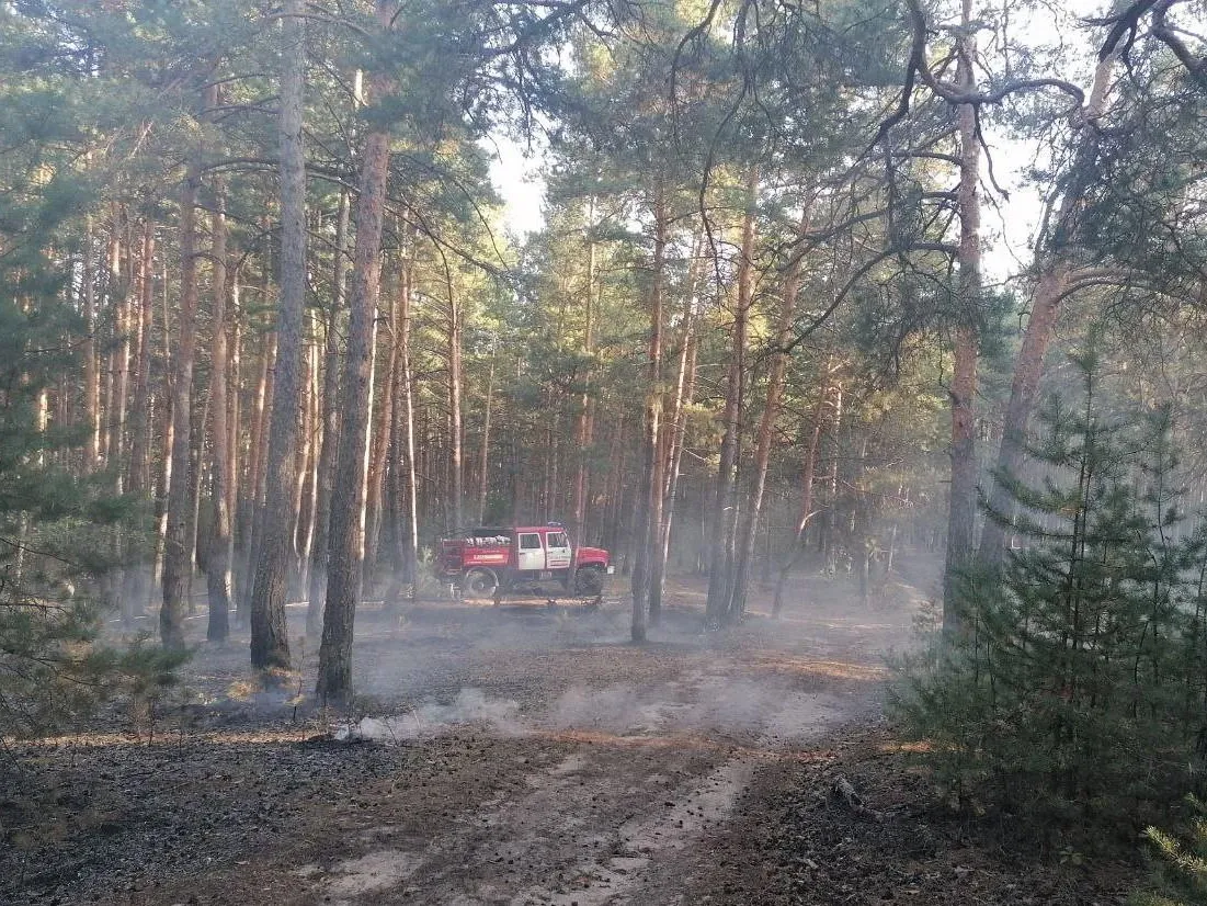 В Московской области рассказали о лесопожарной обстановке