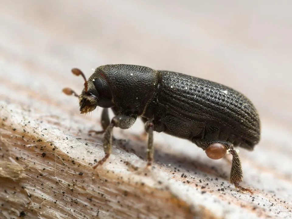 «Последствия могут оказаться катастрофическими»: в Подмосковье грядет нашествие одного насекомого