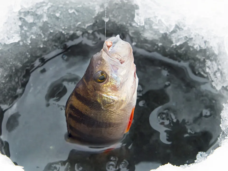 Фото: istockphoto.com/rogkov&nbsp;