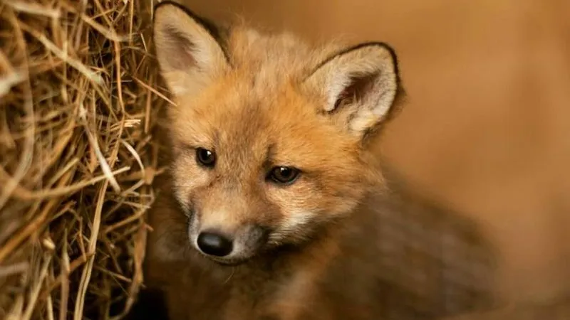 instagram.com/foxruf