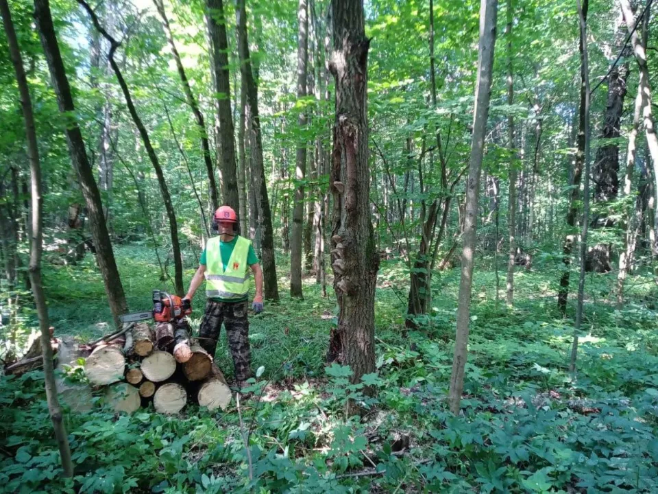 Фото: Комитет лесного хозяйства Московской области