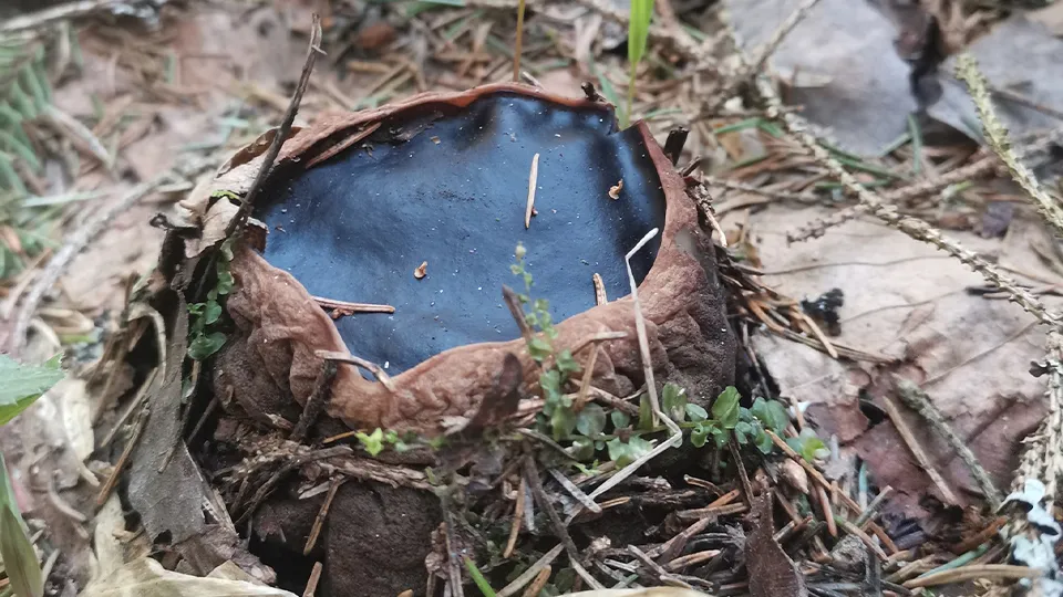 Фото: vk.com/Грибы в Подмосковье 2024