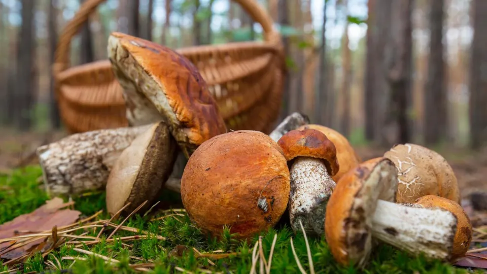 Фото: freepik.com