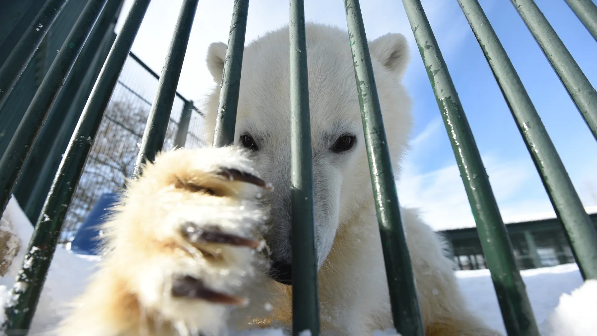 Как живут белые медведи в питомнике Московского зоопарка
