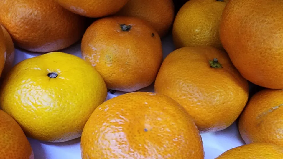 Фото: МедиаБанк Подмосковья/Дарья Савинов