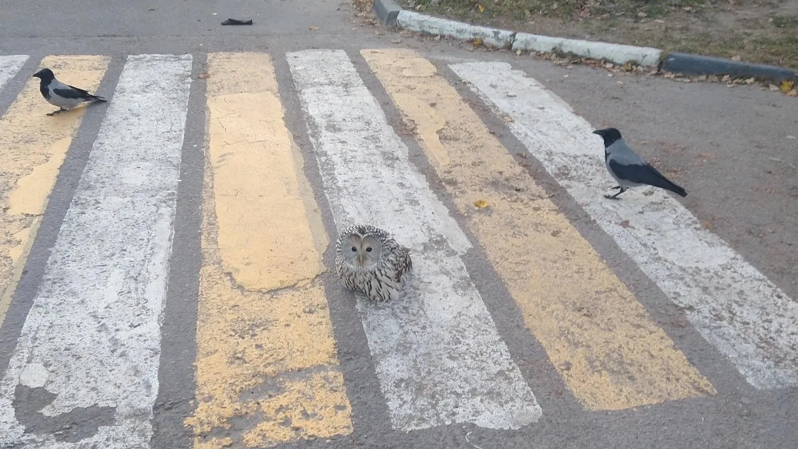 фото: соцсети