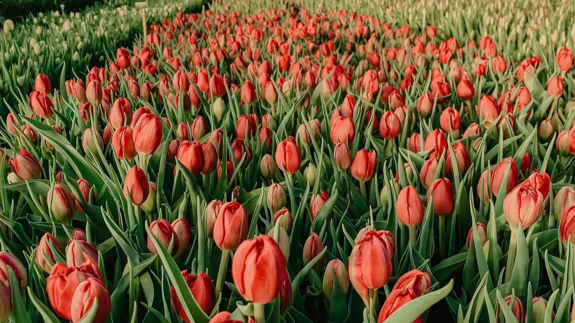 Фото: пресс-служба администрации г.о. Химки