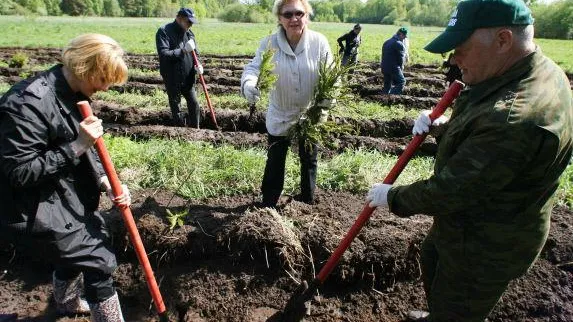 Почти 3 тысячи елей высадят в Зарайском районе 12 сентября