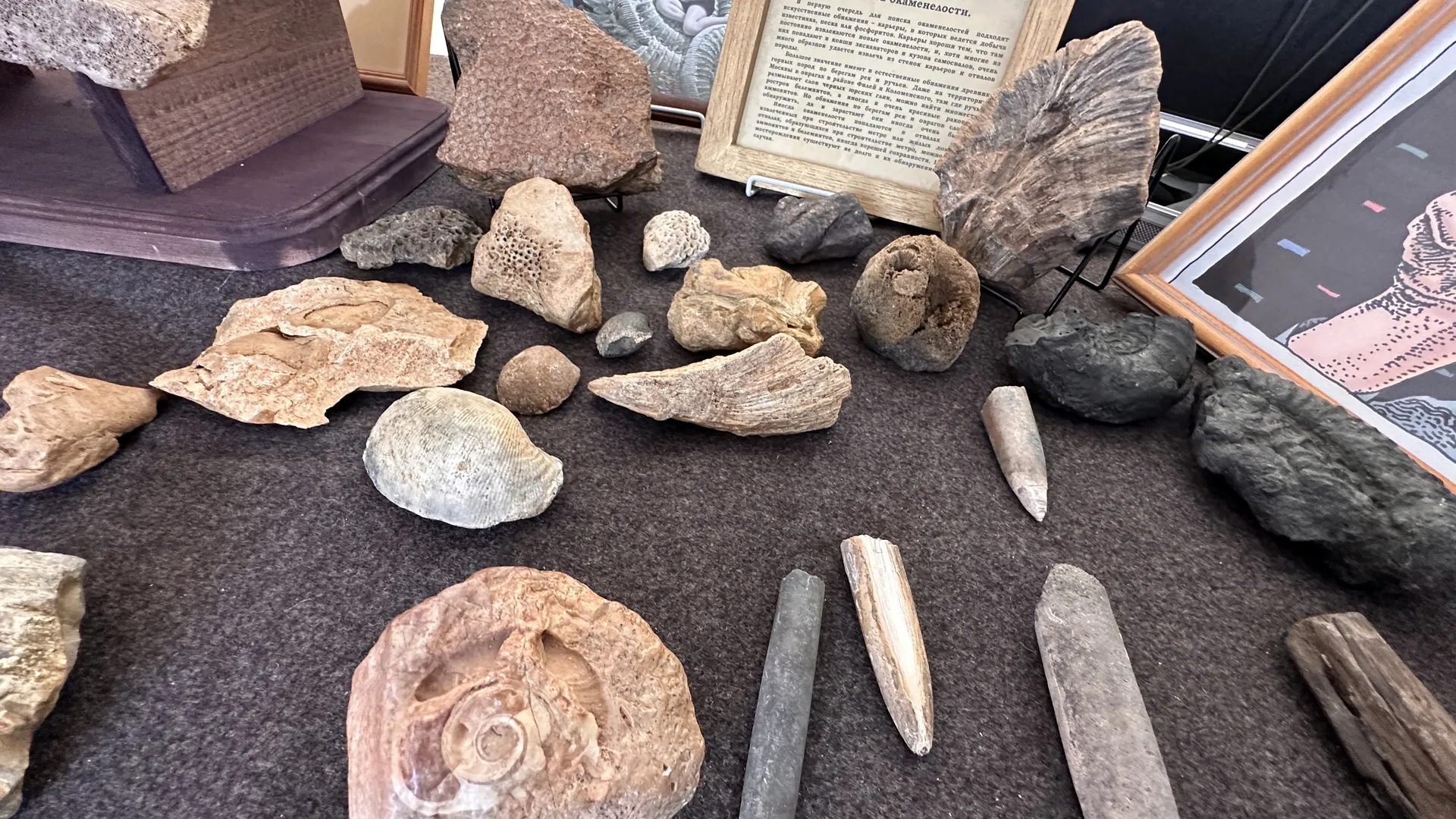 Фото: Медиабанк Подмосковья/Мария Петрова