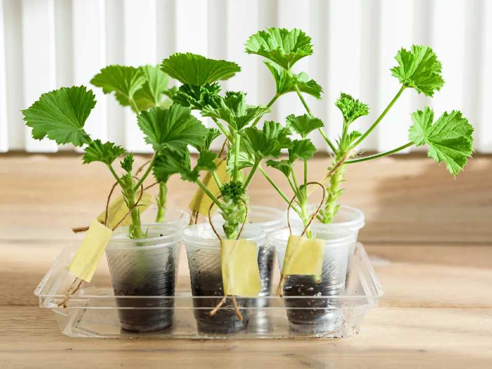 Фото: istockphoto.com/TShum&nbsp;