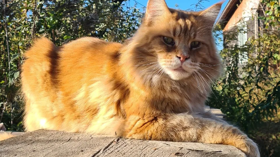 Фото: vk.com/Подслушано Павловский Посад