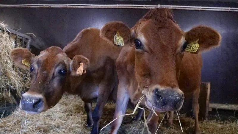 Аграрии Подмосковья в 2023 году получат 5,1 млрд рублей субсидий