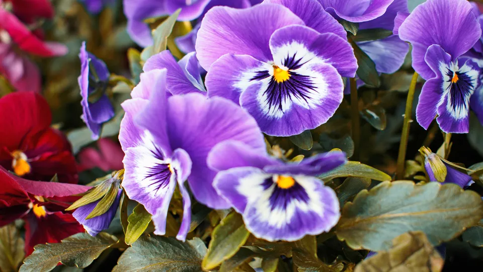 Фото: freepik.com