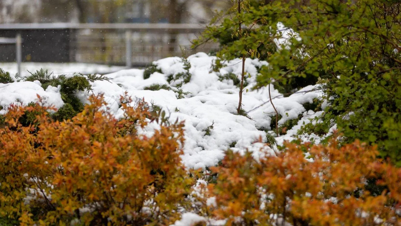 Апрель откатился к январю: главный Дед Мороз России прокомментировал снежный апокалипсис в Москве