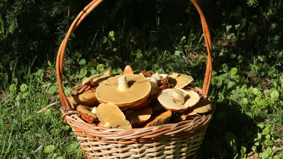 Фото: ТАСС/Николай Гынгазов