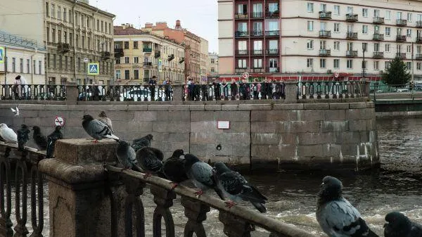 В Петербурге у голубей обнаружена опасная для человека бактерия