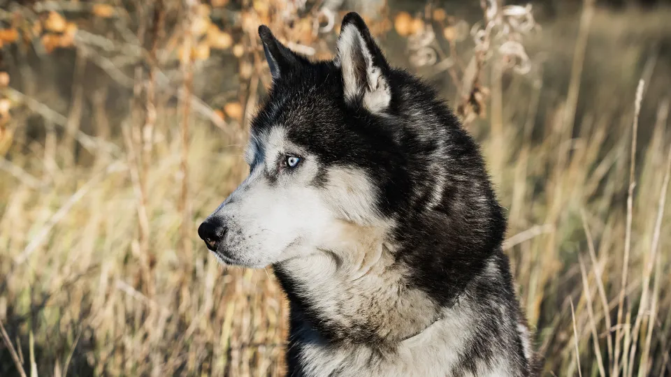 Фото: istockphoto.com/Dmitri Toms