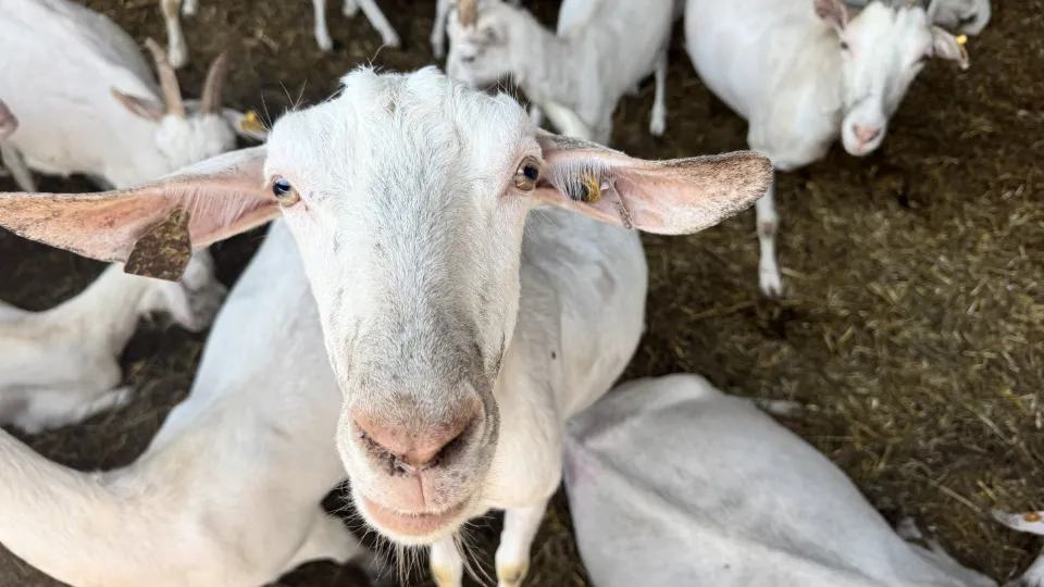 Фото: МедиаБанк Подмосковья/Татьяна Рунова