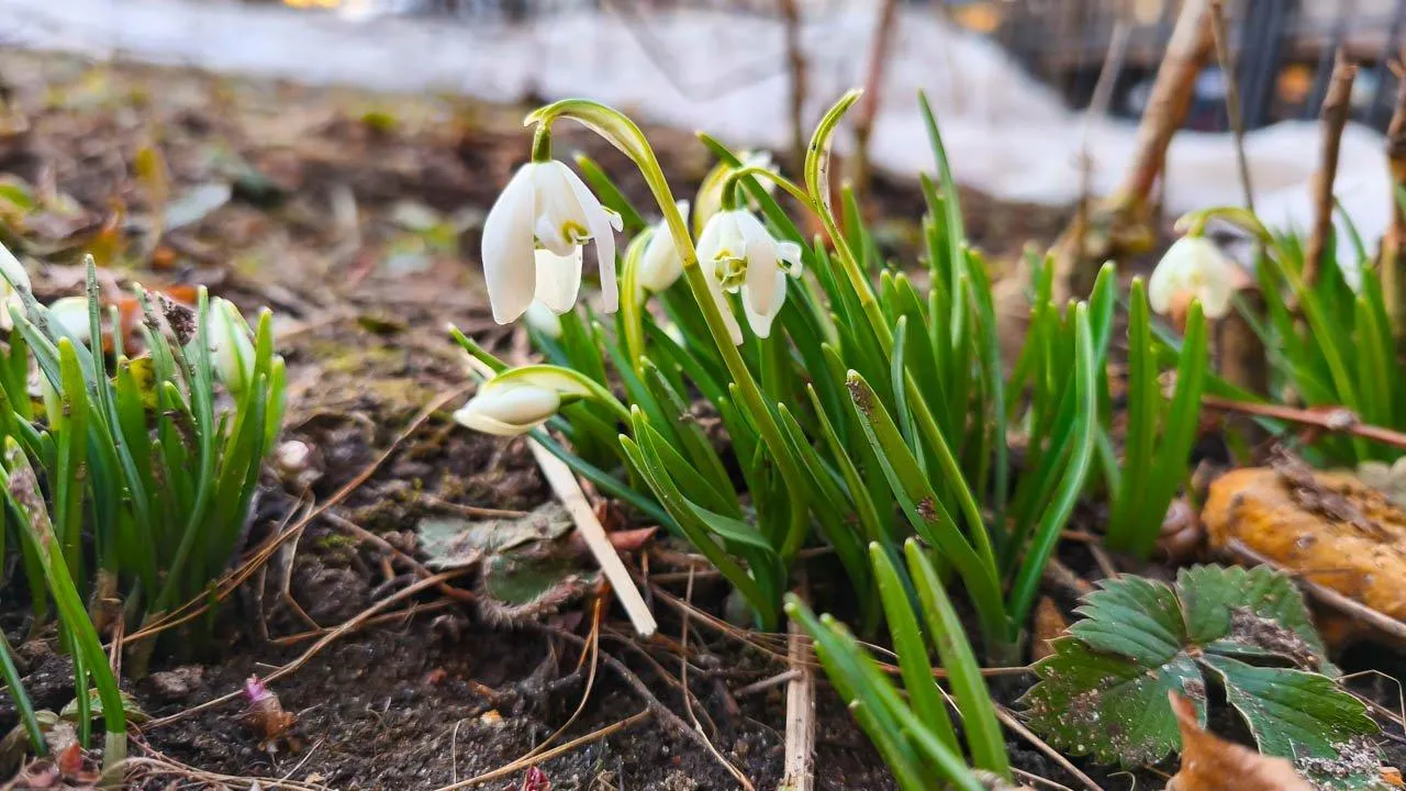 REGIONS/Анастасия Широкая