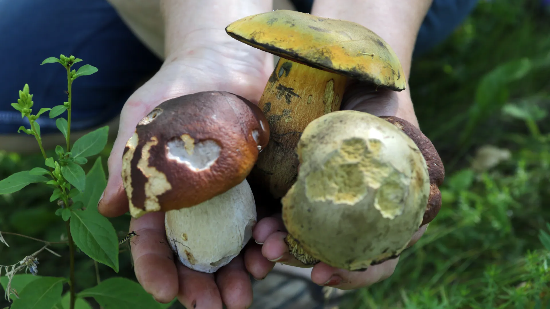 Медиасток РФ