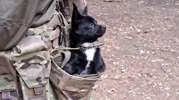 Фото: пресс-служба главы г.о. Истра