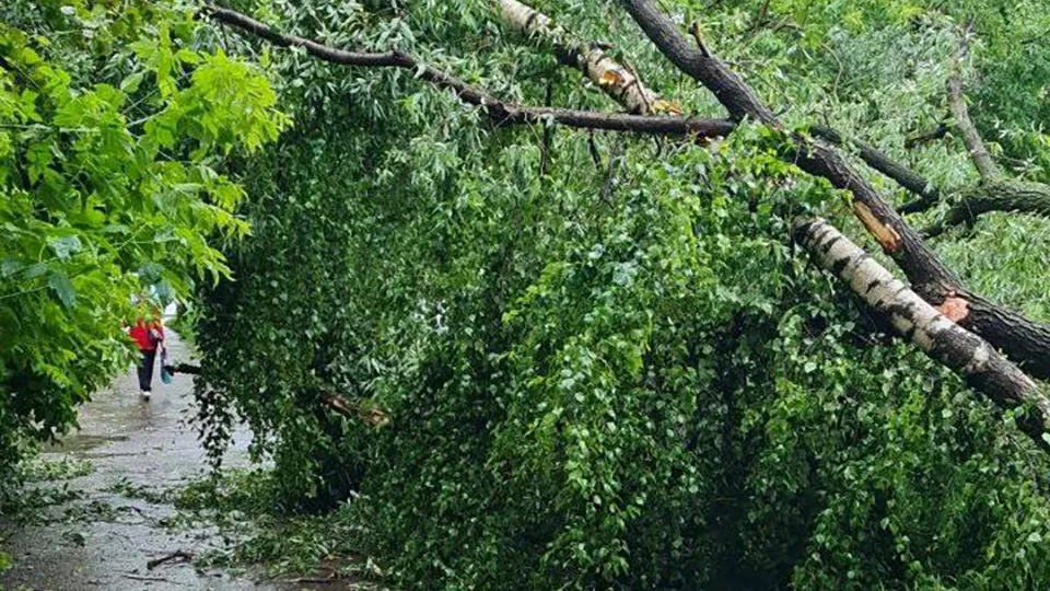 Фото: t.me/top_shelkovo