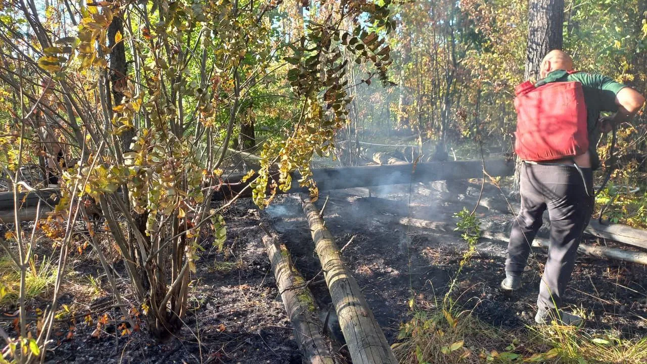 Фото: Комитет лесного хозяйства Московской области