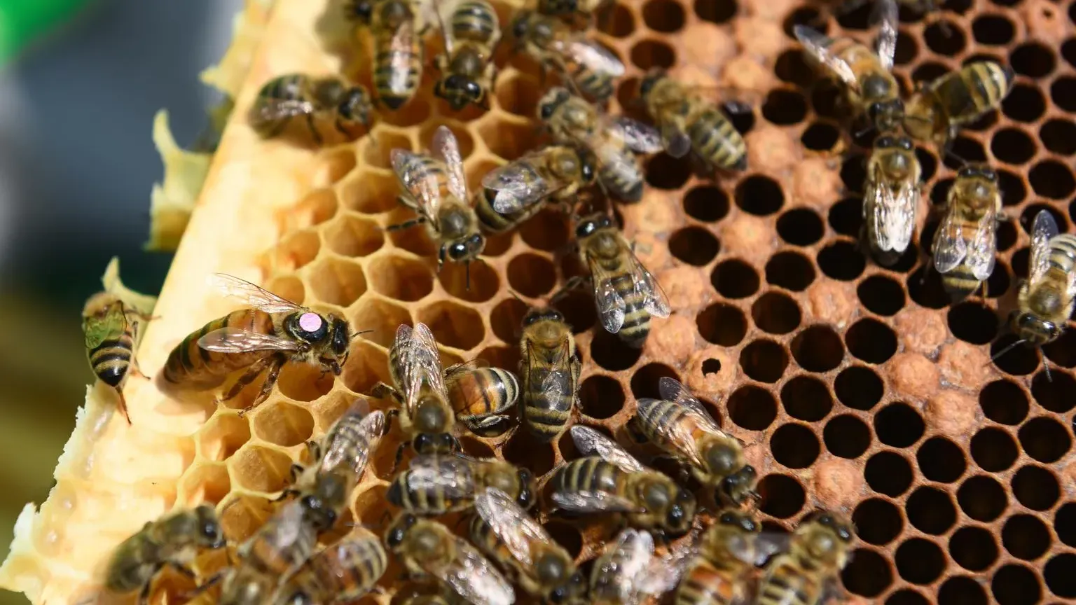 фото:.freepik.com