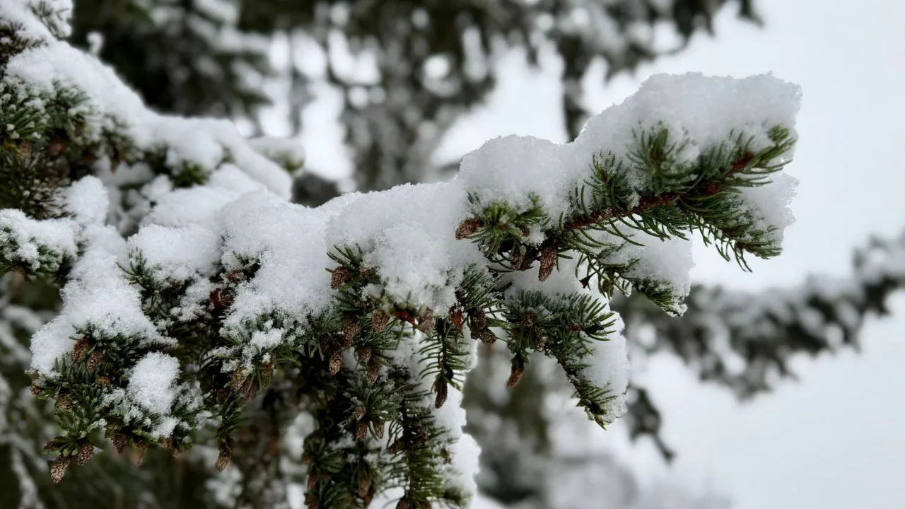 Фото: Марина Алифанова
