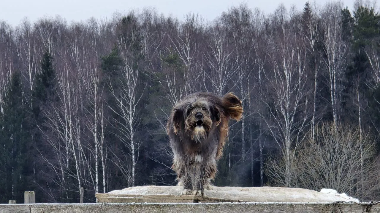 МедиаБанк Подмосковья/Яна Шаливская