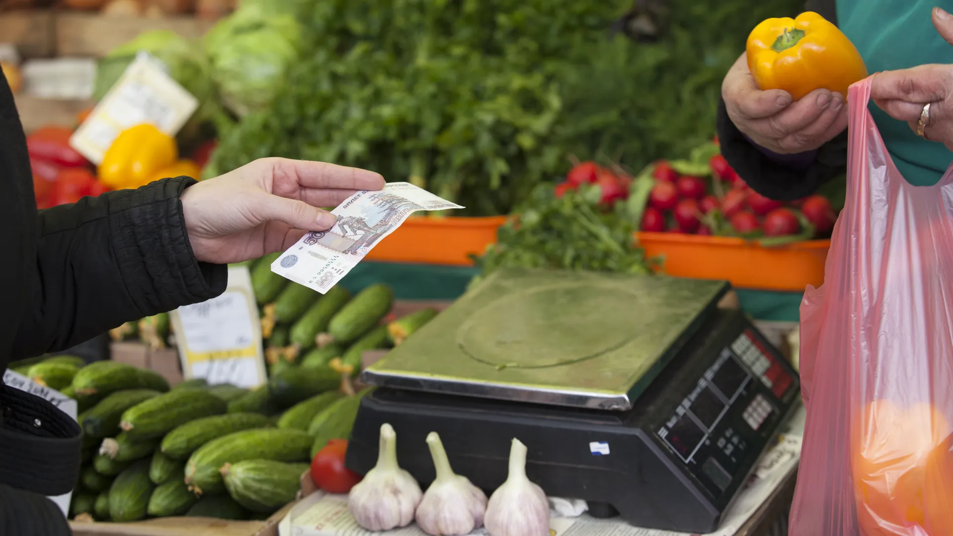 Бесплатный зеленый лук в январе за шесть дней: агроном раскрыл два способа посадки