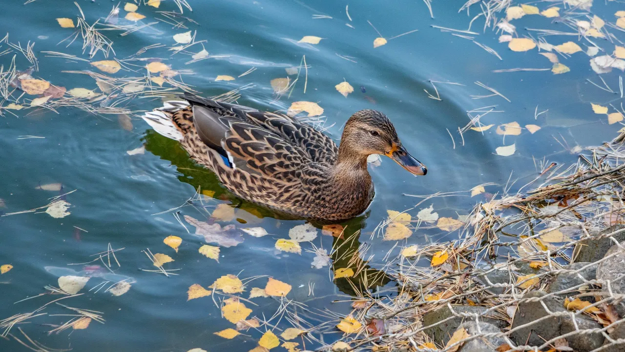 парки г.о. Домодедово