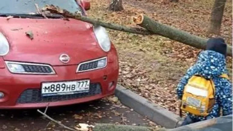 Упавшее дерево. Фото: ТГ-канал «Подслушано | Видное (18+)».