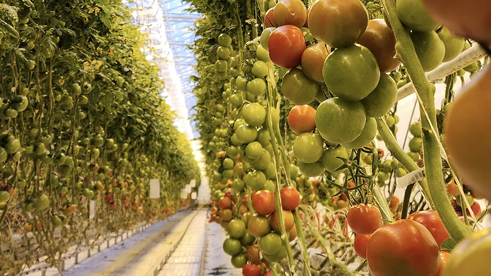 Фото: МедиаБанк Подмосковья/Нина Басистая