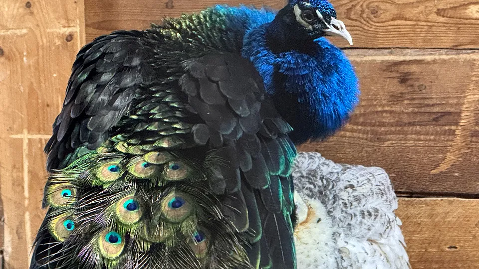 Фото: МедиаБанк Подмосковья/Мария Шматкова