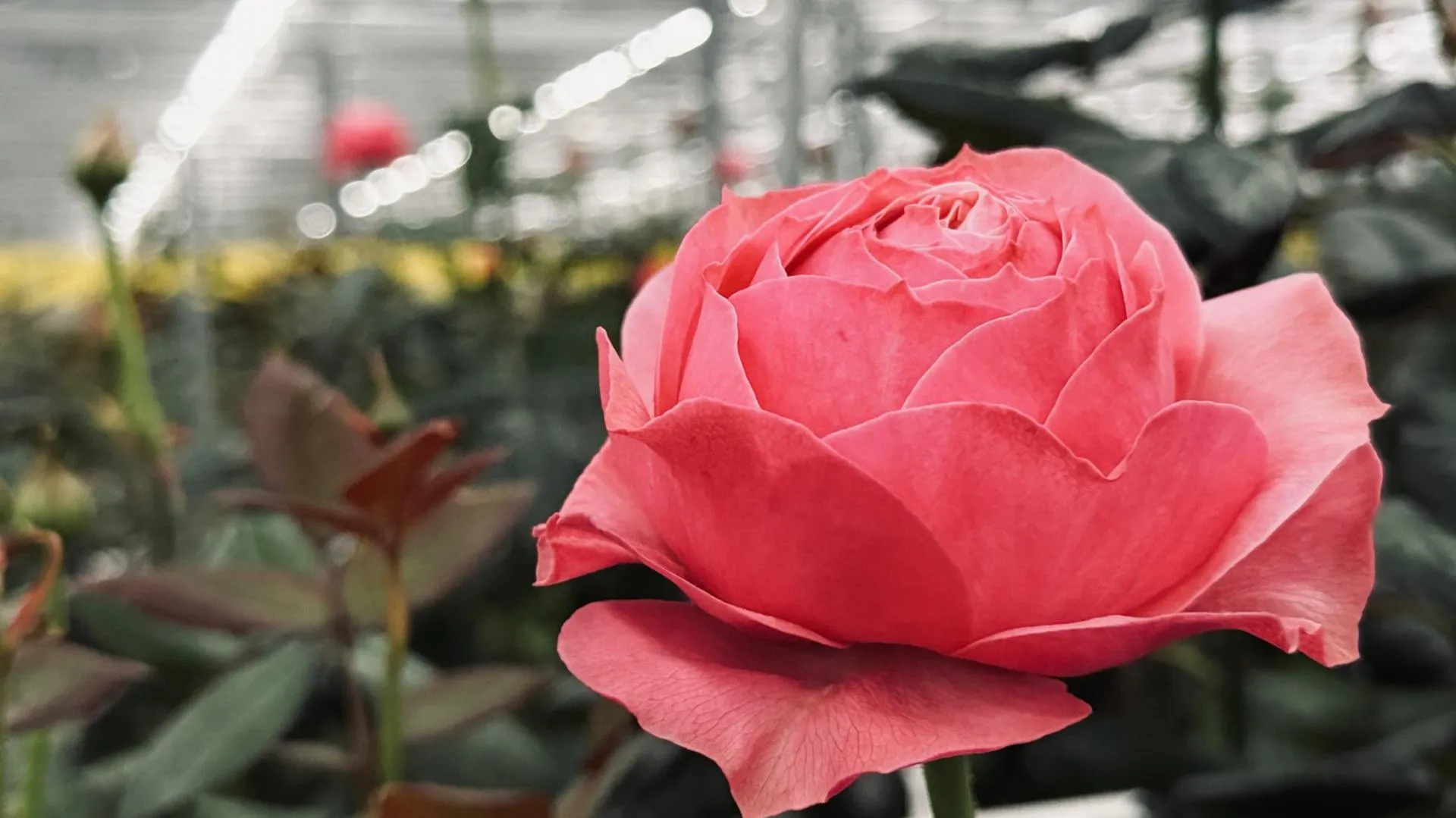 МедиаБанк Подмосковья/Ольга Стаферова