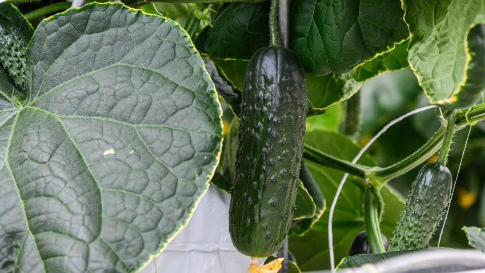 Фото: Министерство сельского хозяйства и продовольственного комплекса Московской области