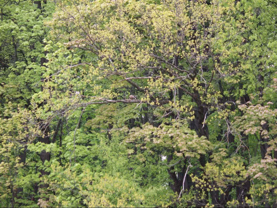 Фото: vk.com/Бутовский полигон-проектируемая ООПТ