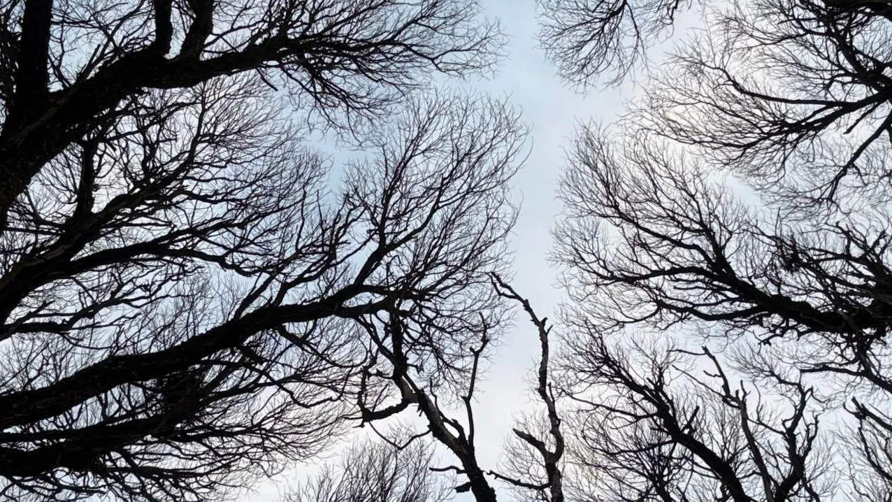 Марина Алифанова