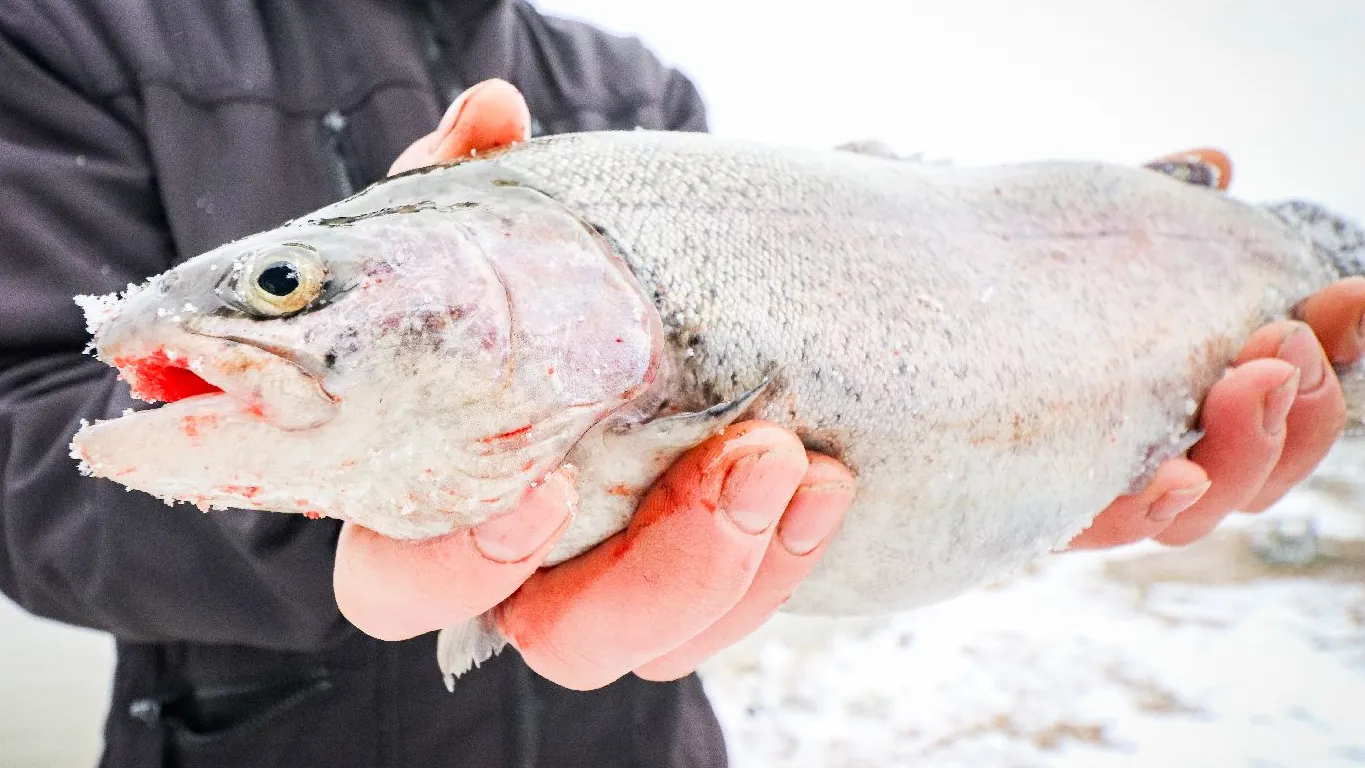 Фото: МедиаБанк Подмосковья/Данила Кирьянов